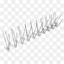 家鸽夜蛾科-雀鸟-空若网 家鸽夜蛾科-雀鸟-空若网