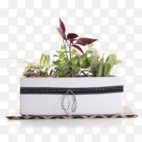 花盆植物长方形-空若网 花盆植物长方形-空若网