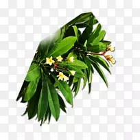 Ö¦Ò¶ÂÌÒ¶-¿ÕÈôÍø Ö¦Ò¶ÂÌÒ¶-¿ÕÈôÍø