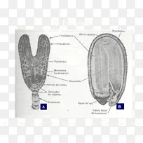 纸生物细胞设计-空若网 纸生物细胞设计-空若网