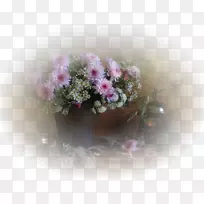 开花植物粉红m rtv粉红菊花-空若网 开花植物粉红m rtv粉红菊花-空若网