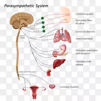 自主神经副交感神经系统-颅神经-空若网 自主神经副交感神经系统-颅神经-空若网