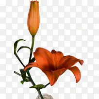 橙色百合花卉设计切花植物茎设计-空若网 橙色百合花卉设计切花植物茎设计-空若网