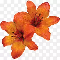 橙色百合花瓣花法国télécom-花-空若网 橙色百合花瓣花法国télécom-花-空若网