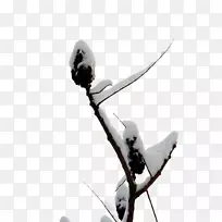 雪-雪树-空若网 雪-雪树-空若网