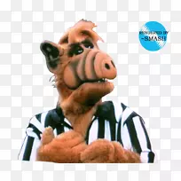 Alf电视节目“外星生命-人”-空若网 Alf电视节目“外星生命-人”-空若网