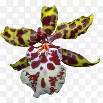 飞蛾兰花博客剪辑艺术兰花-空若网 飞蛾兰花博客剪辑艺术兰花-空若网