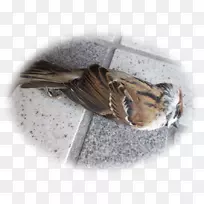 蛾虫-空若网 蛾虫-空若网