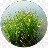 蝴蝶兰甜旗水生植物草本植物-空若网 蝴蝶兰甜旗水生植物草本植物-空若网