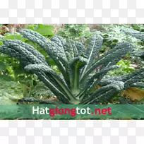 花椰菜籽-空若网 花椰菜籽-空若网