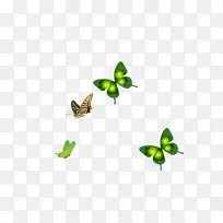 蝴蝶昆虫绿膜图案-蝴蝶-空若网 蝴蝶昆虫绿膜图案-蝴蝶-空若网