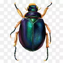 古埃及粪甲虫-空若网 古埃及粪甲虫-空若网