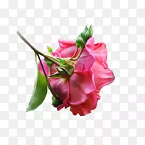 切花花卉设计花束花蕾-空若网 切花花卉设计花束花蕾-空若网