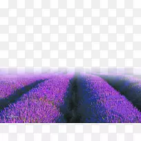 英国薰衣草紫色天空墙纸-紫色薰衣草-空若网 英国薰衣草紫色天空墙纸-紫色薰衣草-空若网