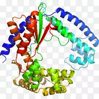 人体珠宝剪贴画.dna聚合酶Ⅲ-空若网 人体珠宝剪贴画.dna聚合酶Ⅲ-空若网
