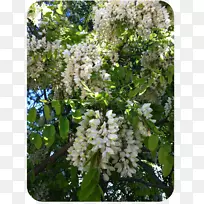 灌木分枝-空若网 灌木分枝-空若网