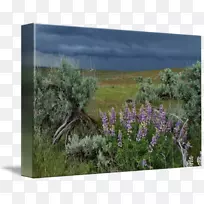 Ӣ��޹�²ݻ���ֲ��Ⱥ���ľ��-¬ƽ-������