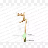 手指木/m/083vt-木料-空若网 手指木/m/083vt-木料-空若网