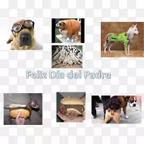 犬种热狗鼻子-小狗-空若网 犬种热狗鼻子-小狗-空若网