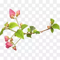 插花艺术-花束-空若网 插花艺术-花束-空若网