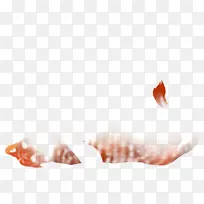 狮子手指特写-空若网 狮子手指特写-空若网