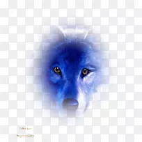 鼻子狗须,桌面壁纸,犬科-空若网 鼻子狗须,桌面壁纸,犬科-空若网