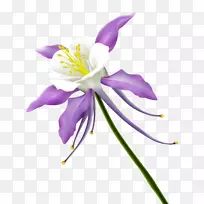 纸花卉设计花艺.花型和花型-空若网 纸花卉设计花艺.花型和花型-空若网