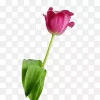 郁金香桌面壁纸花郁金香-空若网 郁金香桌面壁纸花郁金香-空若网