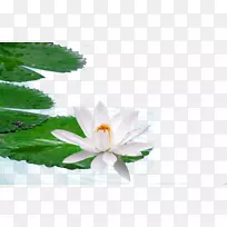 埃及莲花高清晰度电视壁纸-水莲花-空若网 埃及莲花高清晰度电视壁纸-水莲花-空若网