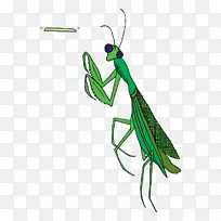 螳螂害虫蟋蟀夹艺术-昆虫-空若网 螳螂害虫蟋蟀夹艺术-昆虫-空若网