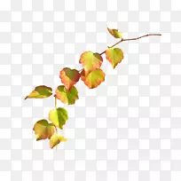 ��֦��ѿҶ����Ҷ-������