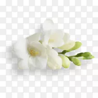 飞蛾兰花-空若网 飞蛾兰花-空若网