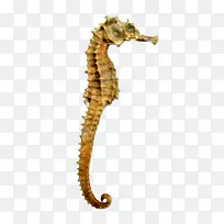 �ƺ���-����-������