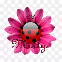 Torte Ciambella�����ǹ���ʳ-������