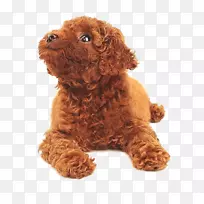 狗食车,猫-泰迪,抬头看狗-空若网 狗食车,猫-泰迪,抬头看狗-空若网