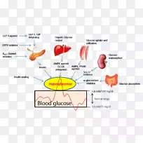 sgt 2胰高血糖素样肽-1受体激动剂安培活化蛋白激酶糖尿病-空若网 sgt 2胰高血糖素样肽-1受体激动剂安培活化蛋白激酶糖尿病-空若网