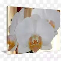 ·É¶êÀ¼»¨°êÀ¼»¨°×-¿ÕÈôÍø ·É¶êÀ¼»¨°êÀ¼»¨°×-¿ÕÈôÍø