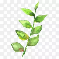 ˮ�ʻ�Ҷ-ˮ�ʻ�Ҷ-������