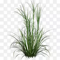 观赏草、观赏植物、草坪花园-空若网 观赏草、观赏植物、草坪花园-空若网