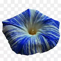 ǣţ��-������