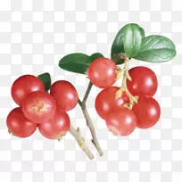 越橘巴巴多斯樱桃蔓越莓提取物-健康-空若网 越橘巴巴多斯樱桃蔓越莓提取物-健康-空若网