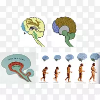 尼安德特人的大脑大小人脑人类进化-大脑-空若网 尼安德特人的大脑大小人脑人类进化-大脑-空若网