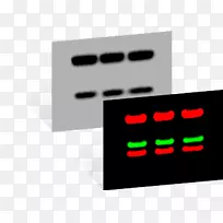 Westernblot斑点杂交南方印迹力-cor生物科学-空若网 Westernblot斑点杂交南方印迹力-cor生物科学-空若网