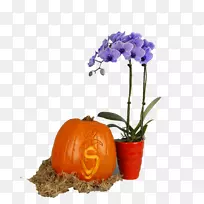 南瓜花切花盆-南瓜-空若网 南瓜花切花盆-南瓜-空若网