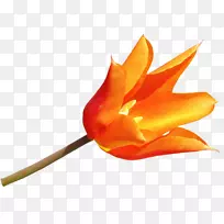 花瓣切花植物茎开花植物-空若网 花瓣切花植物茎开花植物-空若网