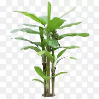 Åëâ¿Ïã½¶Ê÷éÄÀÆ¿Æ-ÂÌÏã½¶Ò¶-¿ÕÈôÍø Åëâ¿Ïã½¶Ê÷éÄÀÆ¿Æ-ÂÌÏã½¶Ò¶-¿ÕÈôÍø