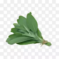 普通鼠尾草叶鼠尾草油药用植物草本植物-空若网 普通鼠尾草叶鼠尾草油药用植物草本植物-空若网