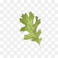 水彩画植物叶-空若网 水彩画植物叶-空若网