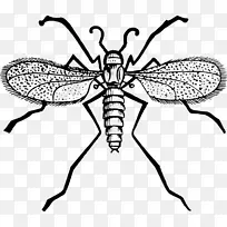 苍蝇蚊虫夹艺术-苍蝇-空若网 苍蝇蚊虫夹艺术-苍蝇-空若网