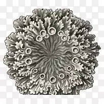 花生画廊对称忽略图案-空若网 花生画廊对称忽略图案-空若网